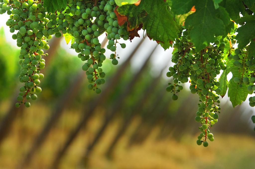 B&B Camignone Franciacorta Passirano Zewnętrze zdjęcie